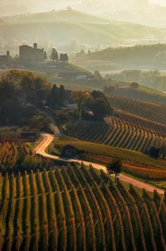 an aerial view of a road winding through a vineyard