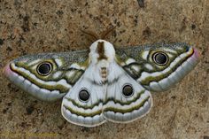 a large white and black moth sitting on top of a stone floor