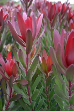 red flowers with green leaves in the foreground