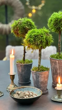 three potted trees sitting on top of a table next to some candles and rocks