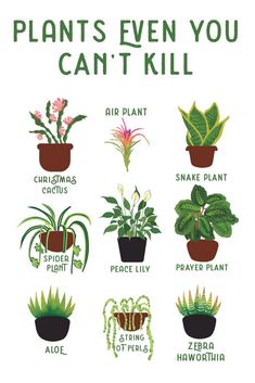 a poster with different types of house plants in pots and the words plant's even you can't kill