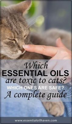 a person petting a cat with the caption which essential oils are used to care for cats?