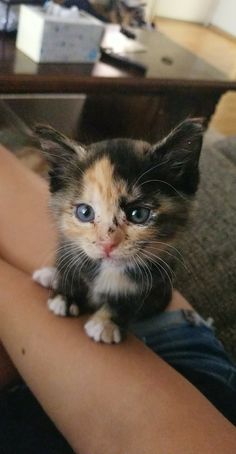 a small kitten sitting on the arm of someone's lap, looking at the camera