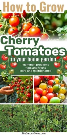 how to grow cherry tomatoes in your home garden