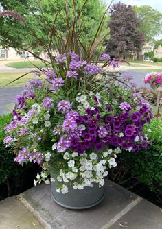 purple and white flowers in a pot outside