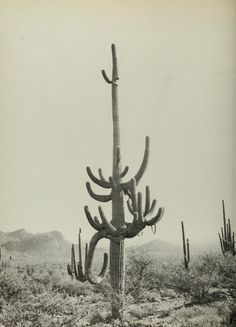 an old photo of a cactus in the desert