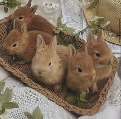 a group of rabbits sitting in a basket on top of a table next to flowers