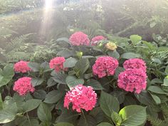 pink flowers are blooming in the middle of green leaves and plants with sun shining on them