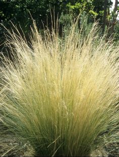 the tall grass is growing in the garden