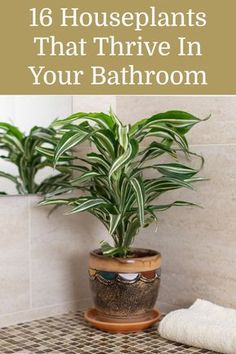 a potted plant sitting on top of a bathroom counter