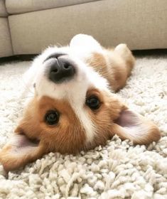 a brown and white dog laying on top of a rug