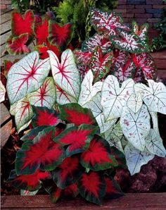 Varieties of caladium plants with brightly colored leaves on red, green white and pink Tropical Garden Design, Container Garden Design, نباتات منزلية, Beautiful Leaves, Container Gardening Flowers, Bonsai Plants, Garden Containers, Container Flowers, Shade Plants