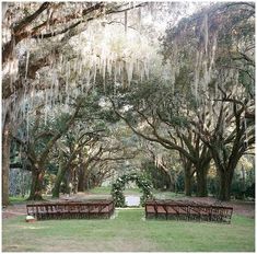 an outdoor ceremony set up in the middle of a field with trees and moss hanging from the ceiling