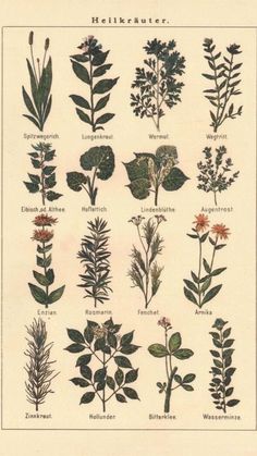 an image of different types of plants