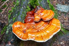 a close up of a mushroom on a tree trunk