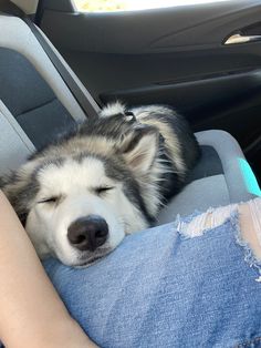 a dog is sleeping in the back seat of a car with its head resting on someone's lap