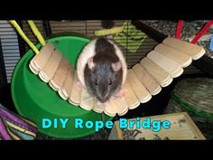 a rodent is perched on top of a piece of paper with the words diy rope bridge