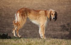 a brown and white dog standing on top of a grass covered field