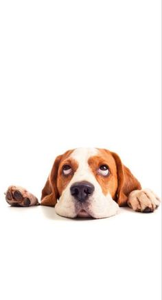 a brown and white dog laying down with his head on the floor looking at the camera