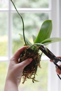 a person is cutting through the roots of a plant