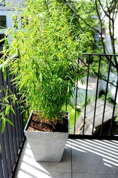 a potted bamboo plant sitting on top of a balcony