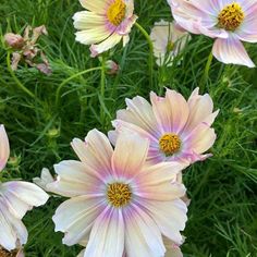 some pink and white flowers in the grass