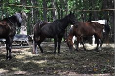 three horses are standing in the woods eating grass