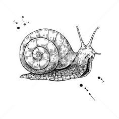 a black and white drawing of a snail