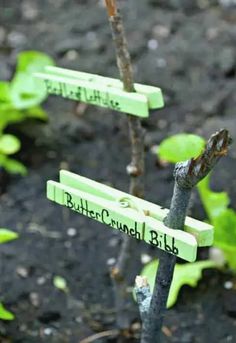 a close up of a small tree with signs attached to it's branches that say butter crunch