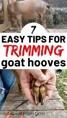 a goat standing on top of a wooden platform with text overlay that reads 7 easy tips for trimming goat hooves