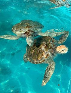 two green sea turtles swimming in the blue water with their heads above the water's surface