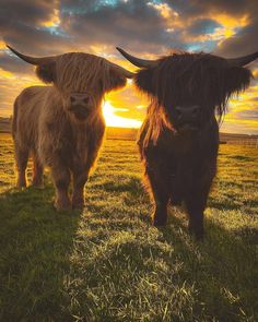 two yaks standing in the grass at sunset