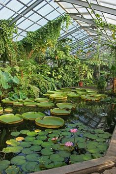 a pond filled with lots of water lilies surrounded by plants and greenery in a greenhouse