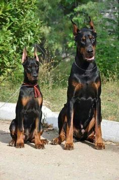 two black and brown dogs sitting next to each other on a road with trees in the background