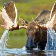 the moose is drinking water from the pond