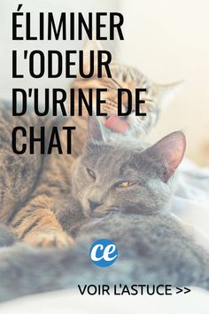 two cats laying on top of a bed with the caption'eliminer l'odeur durne de chat '