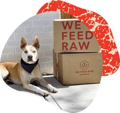 a dog laying on the ground next to a cardboard box with we feed raw written on it