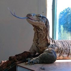 an iguana sitting on top of a table with its mouth open and tongue out