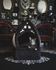 a cat is sitting in a black and white dog bed