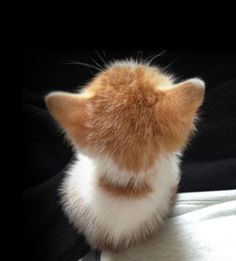 an orange and white cat sitting on top of a black chair with its head turned to the side