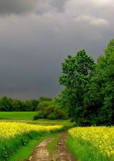 a dirt road in the middle of a field with yellow flowers and trees on both sides