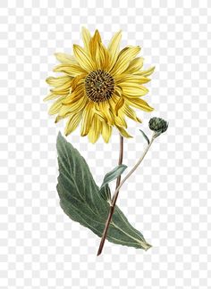 a yellow sunflower with green leaves on a transparent background png clipart free