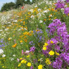 a field full of colorful wildflowers and other flowers