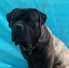 a large black dog sitting on top of a blue blanket