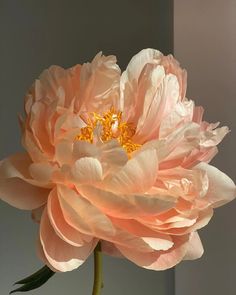 a large pink flower in a vase on a table