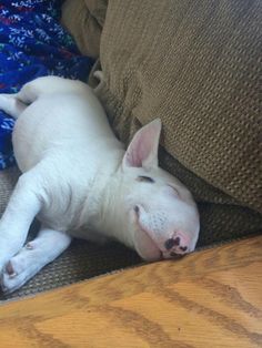 a small white dog laying on top of a couch