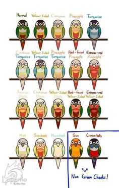 an image of birds sitting on a branch with different colors and names in the same row