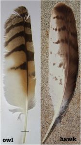 two different types of feathers are shown side by side, one is brown and the other is white