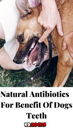 a person petting a dog with the title natural antibiotics for benefit of dogs teeth