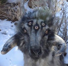 an animal with very large horns standing on snow covered ground next to rocks and bushes